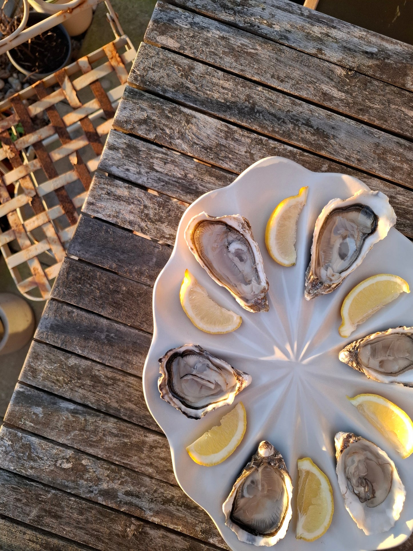 Dozen Oyster Plate - Satin White