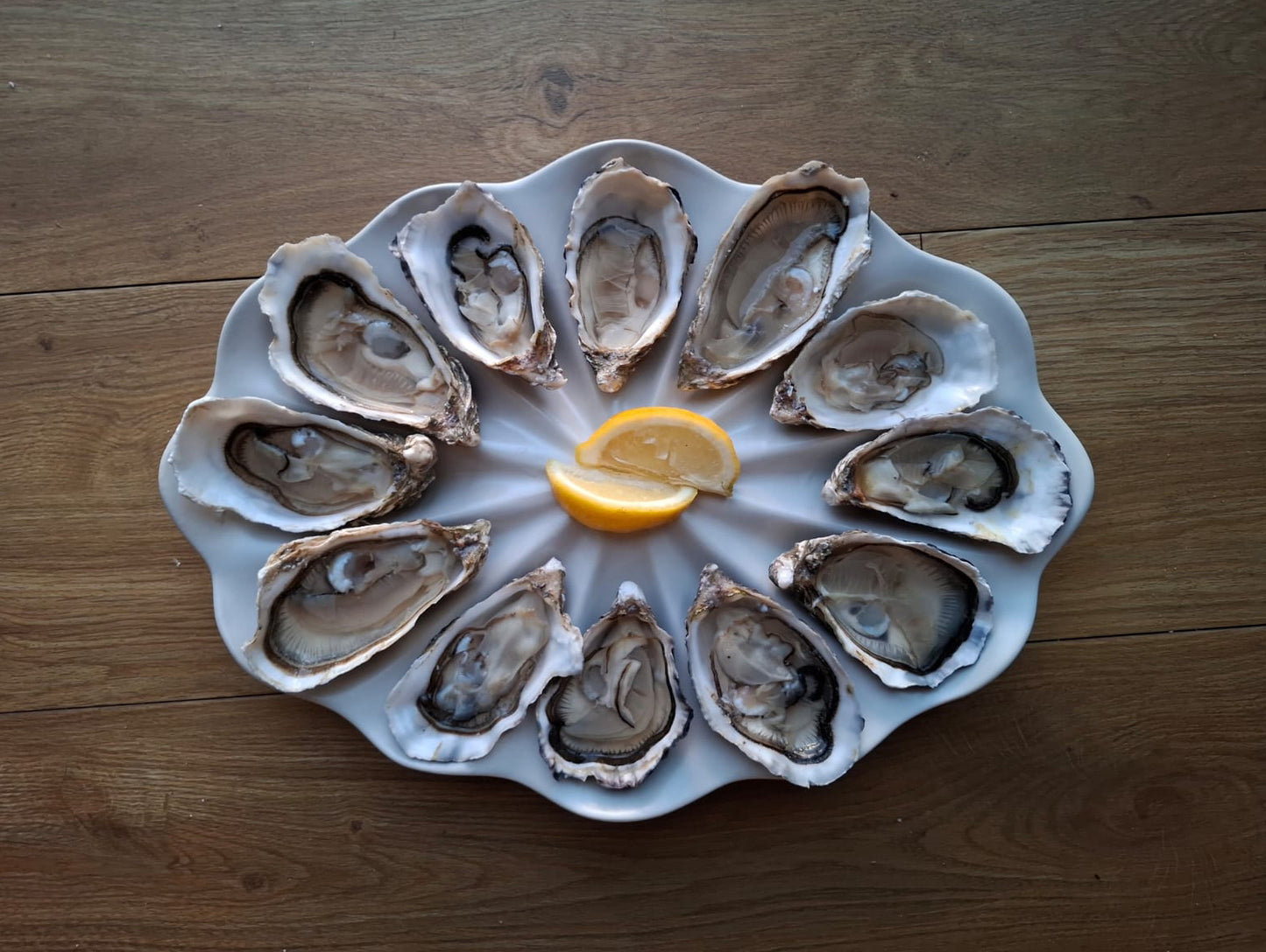 Dozen Oyster Plate - Satin White